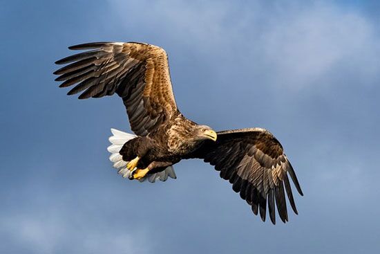 Eagle Eagle soaring with wings spread, as we are reminded of God's promises in Isaiah 40-31 for those who wait on the Lord.