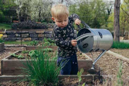 Child Gardening Outdoors A little boy in a garden watering plants with a big watering can