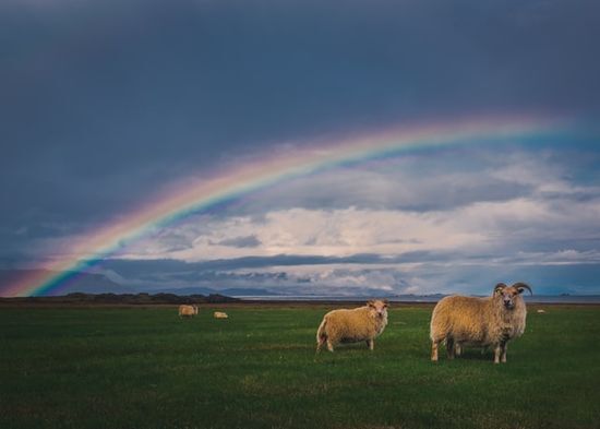 Rainbow Sign A rainbow arching over a field with sheep, illustrative of the new earth when Jesus comes again