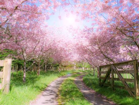A countryside path under pink blossom trees. The beauty gives us an idea of what the new earth could look like.
