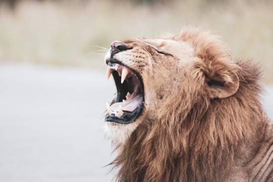 A lion roars in the wilderness.