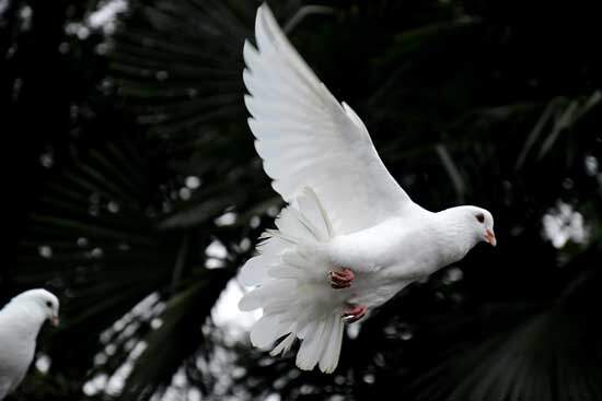 Dove Dove flying as we learn Self control is one of the nine fruits of the Holy Spirit.
