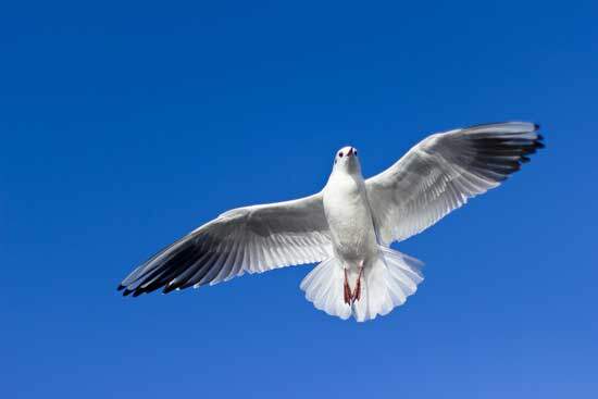 Dove A flying dove, which represents the Holy Spirit