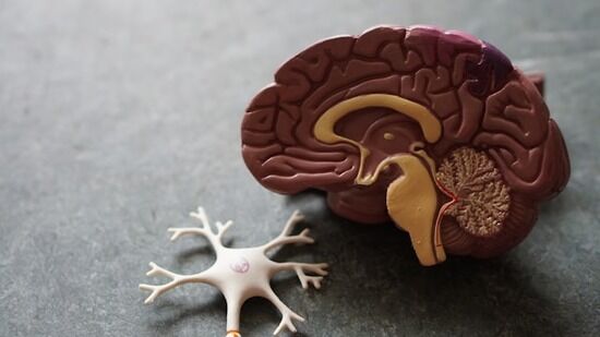 Half of a model brain that reveals its anatomy.