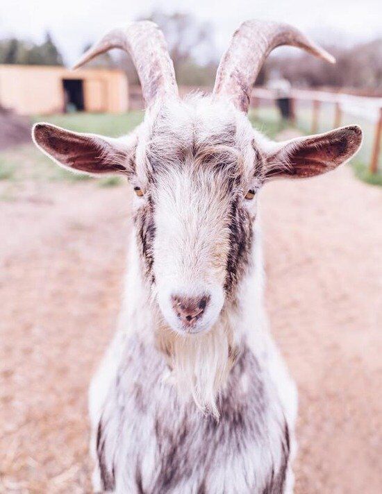 A goat representing the goats used in the service of the Day of Atonement.