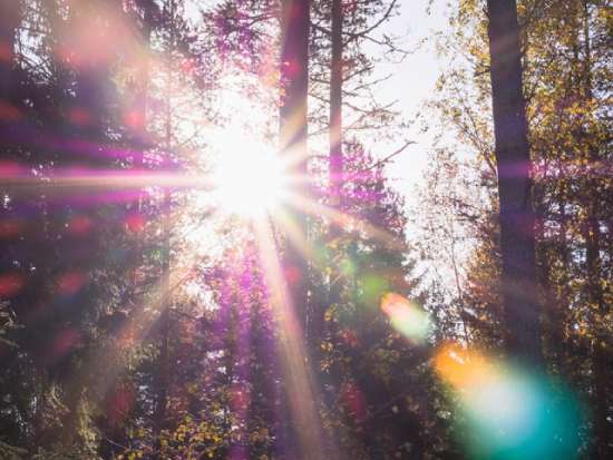 Blinding Light in the Sky The blinding sun shining through trees in a forest