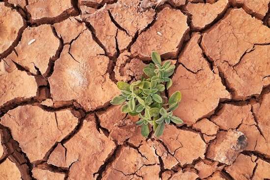 Green Plant Growing up through Dry Cracked Ground A plant growing out of a crack in the desert ground