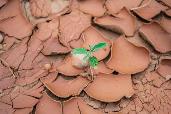 A small, green plant bursting from dry, cracked ground, illustrating God's power to bring newness of life from anything.