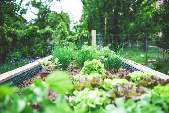 Gardening in the country with raised beds A lush garden of greens demonstrates one of the many benefits of country living.
