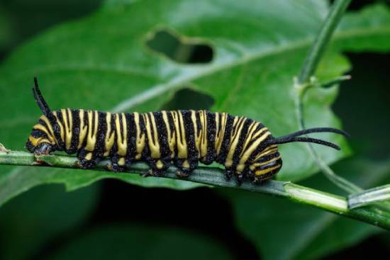 Monarch butterfly caterpillar on a leaf A monarch butterfly caterpillar sits on a leaf, representing the state of person before Jesus transforms their lives.
