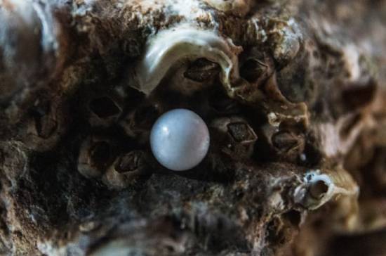 Pearl in an oyster shell A pearl lodged inside an oyster shell.