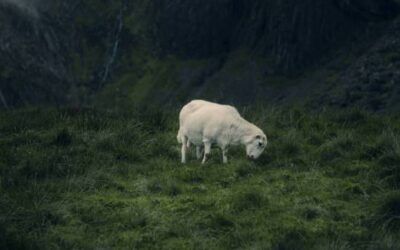 Understanding The Parable of The Lost Sheep