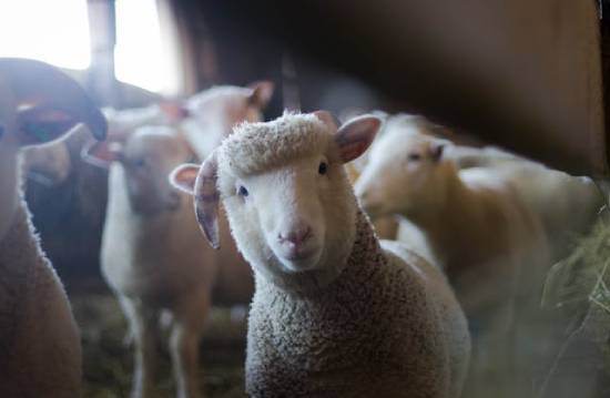 A group of sheep standing in a barn.