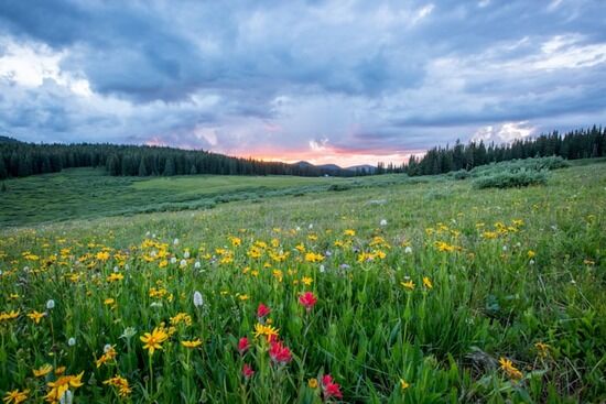 A beautiful meadow filled with flowers.