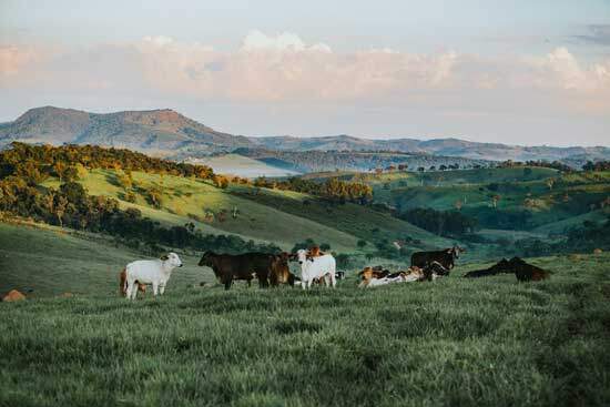 Cattle on hills Cattle on hills, as God says in Psalm 50:1-12, "For every beast of the forest is Mine, And the cattle on a thousand hills..."