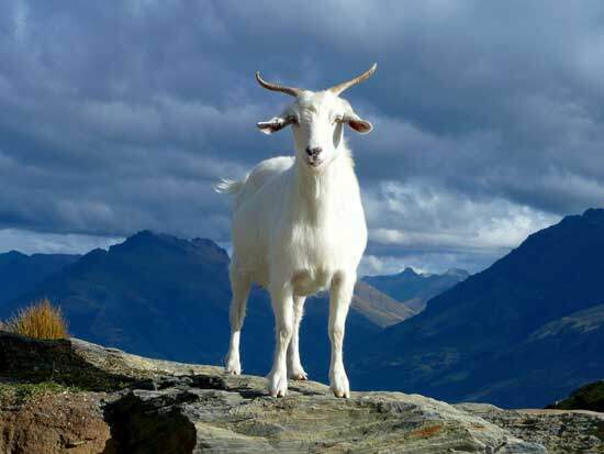 A goat A goat, symbolizing the two goats sacrificed on the Day of Atonement