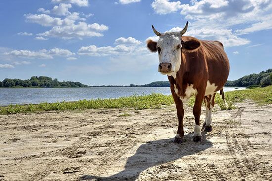 Fat Healthy Cow or Kine Near Riverbank Healthy cow near riverbank, as we study Pharaoh's dream of 7 years of plenty, followed by 7 years of famine.