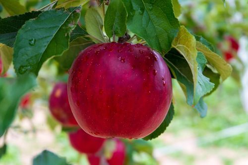 Apple on a tree Apple on a tree as we discuss how the life of humility and Christ-likeness of Ellen White revealed fruit of the Holy Spirit.