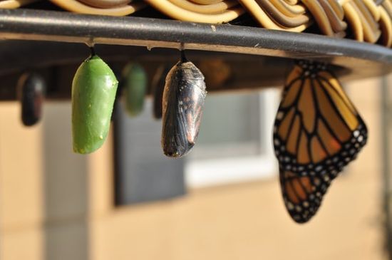 Butterfly Metamorphosis The metamorphosis of a butterfly representing the struggle and change in the children of Israel.