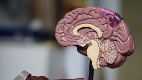A cut-out model of the brain A cut-out model of the brain