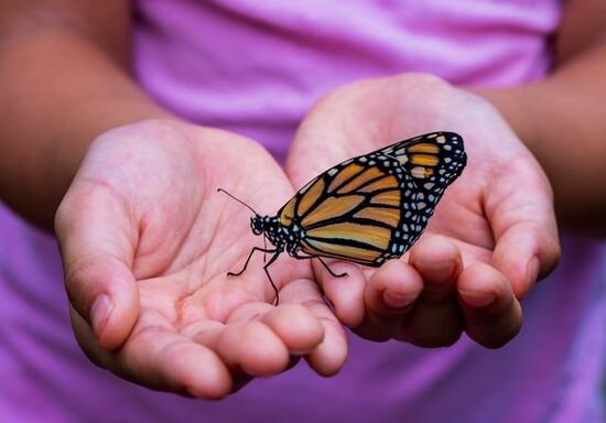 Girl holding butterfly A girl holding a Monarch butterfly and learning about God's creation