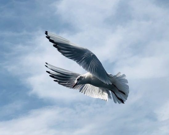 White Dove A dove, representing the Holy Spirit that gives the gift of prophecy