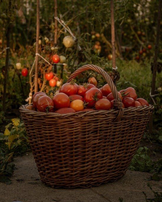 Basket of Firstfruits A basket of tomatoes from the garden, the way the Israelites would have given their firstfruits as tithe