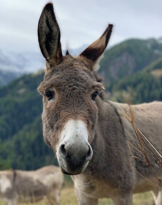 Donkey A donkey, the animal Jesus rode into Jerusalem