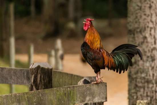 Rooster Crowing A rooster crowing on a fence