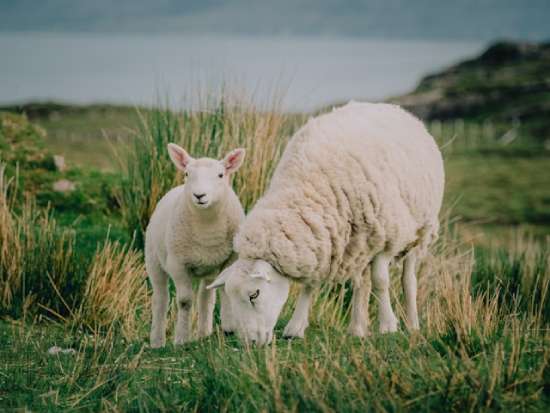 White Sheep Sacrificial Lamb Sheep, which were used as sacrifices in the Israelite sanctuary system