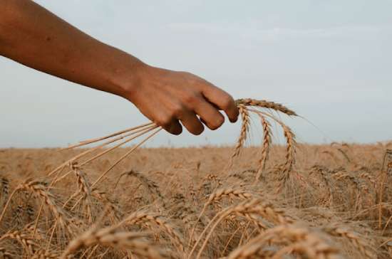 Hand holding wheat for harvest A wheat harvest, like the spiritual one that will happen when Jesus comes to take His followers to heaven