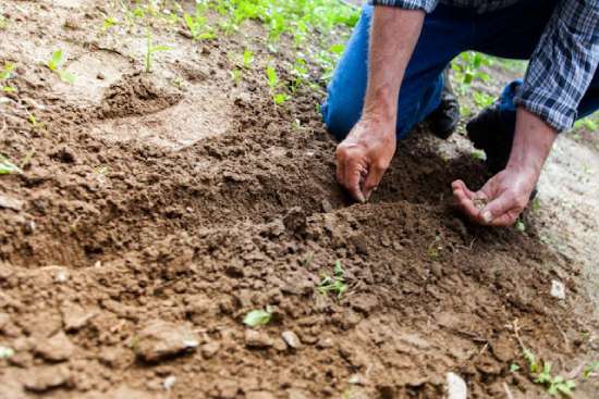 Man Planting Seeds A man planting seeds, reflective of the parable of the wheat and the tares told by Jesus