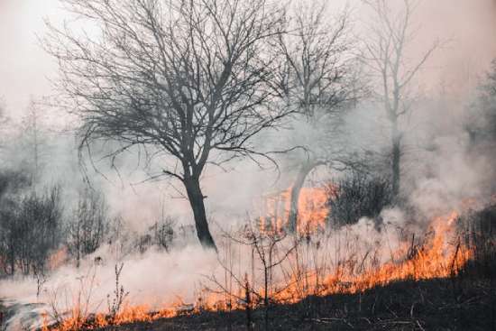 Forest Caught on fire A scene of trees being consumed by smoke and fire.