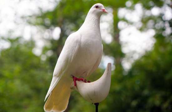 Dove representing the Holy Spirit A dove, a representation of the Holy Spirit at Jesus' baptism