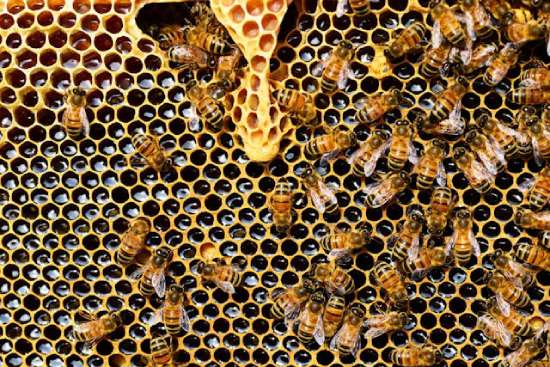Bees and Honey on Honeycomb When we think of honey, we often imagine bees buzzing around a honeycomb.