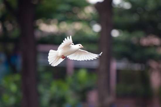 White Dove Flying A flying dove is one of the most well-known symbols of the Holy Spirit's physical form.