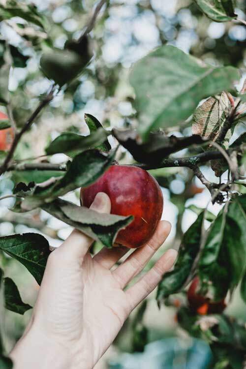 Forbidden Fruit Eve plucking forbidden fruit from the tree of the knowledge of good & evil when Satan deceived her with his lie.