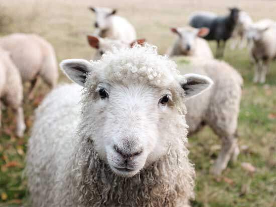 Lamb A lamb, a symbol used in the Old Testament to represent Jesus Christ