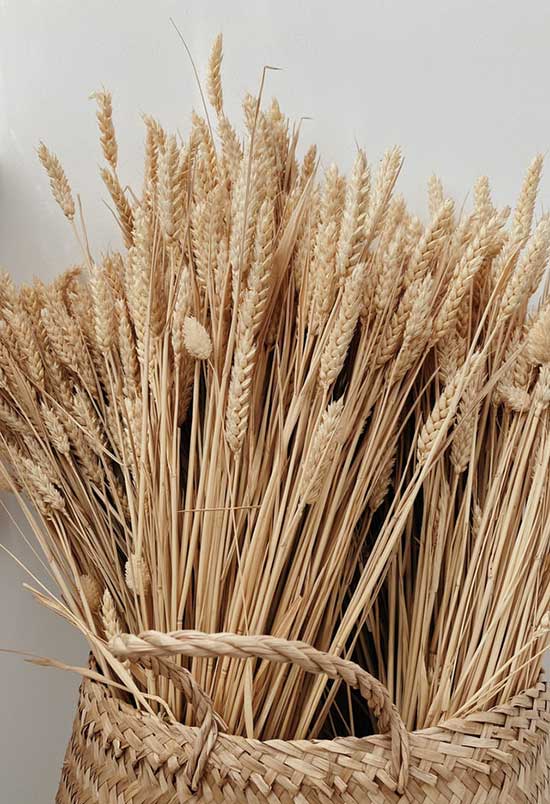 Grains Stored in a Basket Grains stored up in baskets, as we study how Joseph, during 7 years of plenty, stored it safely in store houses.