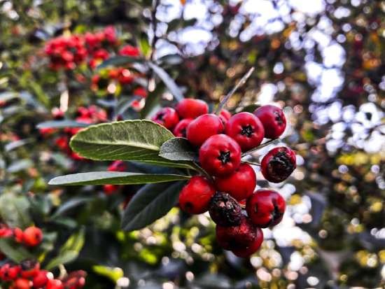 Good vs damaged fruits A bunch of red berries hanging from a tree, symbolizing the fruits or results of one's character and actions.