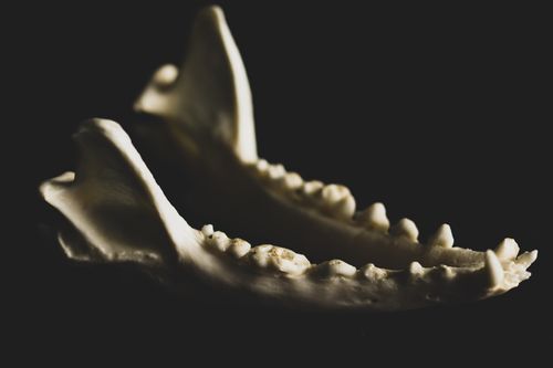 Jaw bone Jaw bone as we study how Samson, a judge of Israel and from the tribe of Dan, used Donkey's jawbone to kill 1,000 philistines
