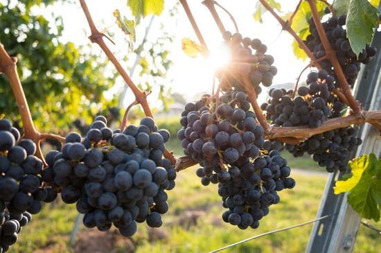 Grapes on a vine, representing the fertility of the Promised Land and the good report brought back by Caleb and Joshua