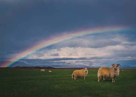 Sheep Sheep on green land and rainbow on the sky as we study about the New Heaven and New Earth mentioned in Revelation 21 3-4.