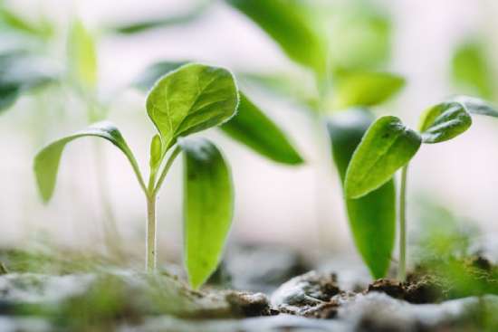 Seedling of a growing seed Seedlings growing, representing seeds of the Gospel we may plant unawares
