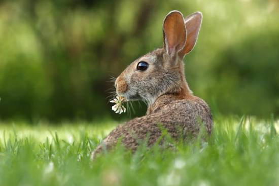 Rabbit eating clover A brown and white speckled rabbit in plush green grass nibbles in a flower.