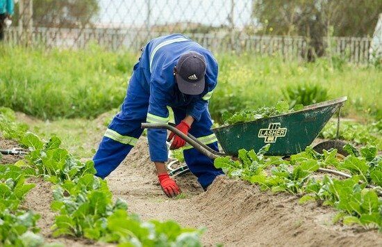 Student Gardening A student working in a garden at an Adventist school