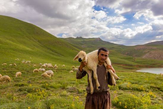 A shepherd carrying a lamb on his shoulders.