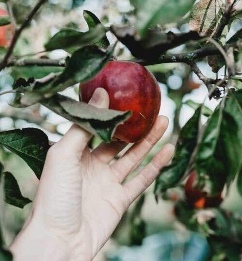 Plucking Fruit A hand plucking fruit, the first sin when Adam and Eve chose to disobey God