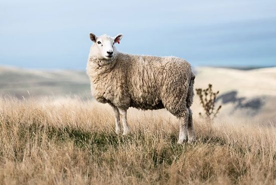 One sheep standing in a field A sheep, an illustration that Jesus used in His sermons and teachings