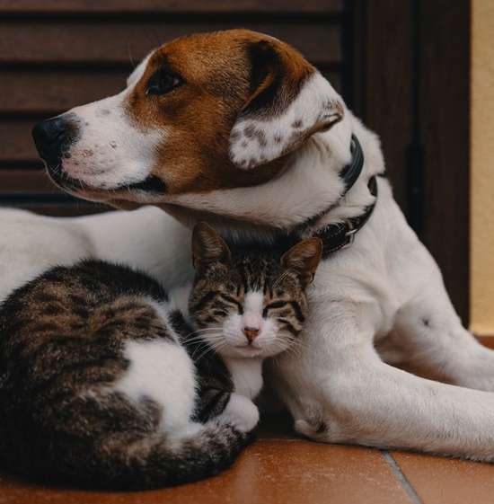 Dog and Cat Cuddling New Earth A cat and dog sit in peaceful companionship with one another.
